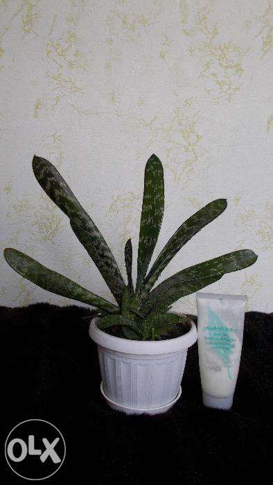 Рослина суккулент Гастерія плямиста