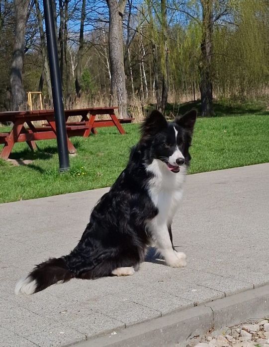 Border collie piesek z metryką ZKwP