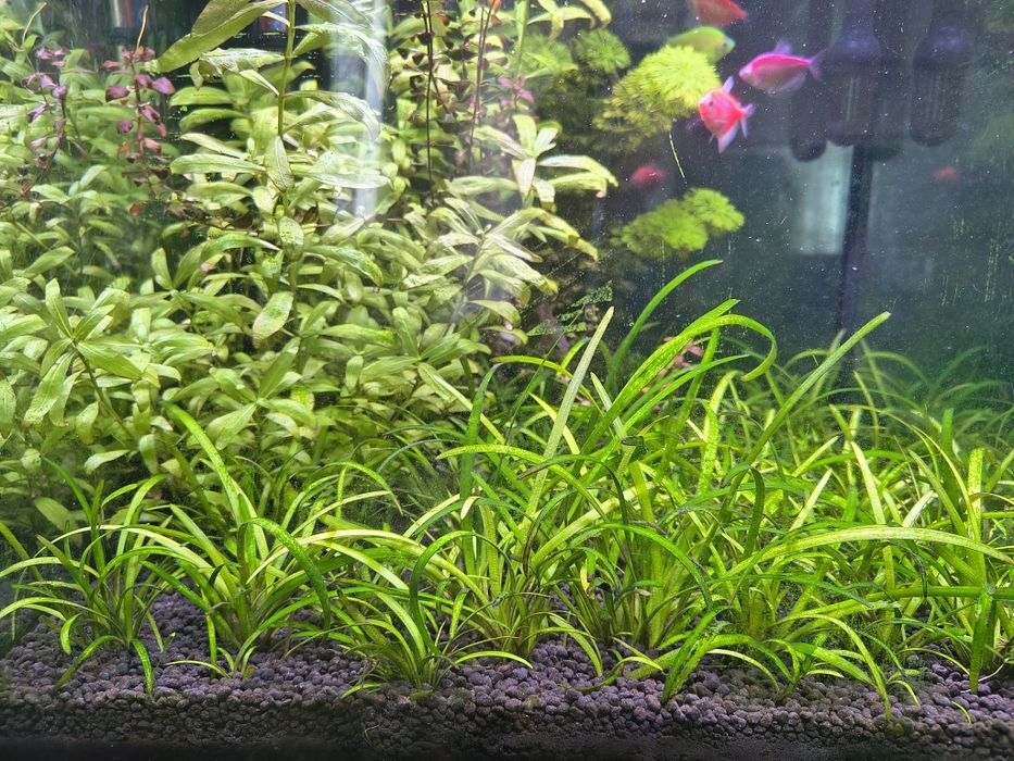 Rośliny akwariowe 10 sadzonek Sagittaria Subulata