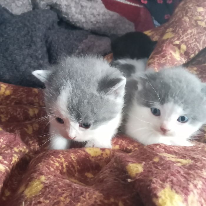 віддам кошенят в добрі руки