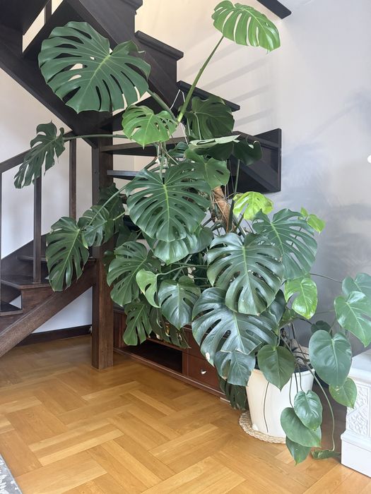 Bardzo duża Monstera