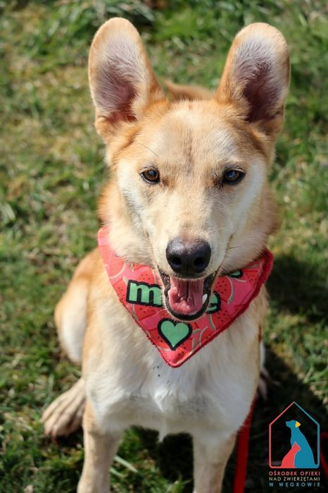 Melcia 115/25 - SZUKA DOMU!