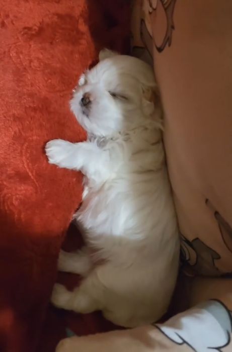 Відкрита бронь на мальтійських болонок