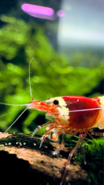 Krewetki Caridina Crystal Red