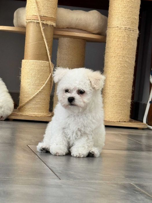 Bichon Frise - suczka - już do odbioru