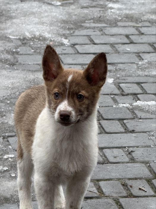 Прилаштовується цуцик