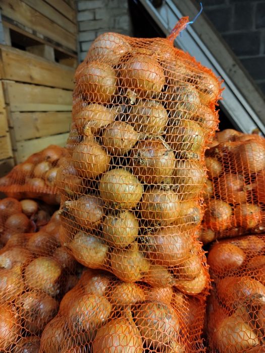 Cebula z siewu wiosennego rijsburger