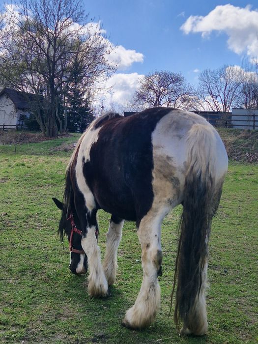 Sprzedam Klacze PKZ !