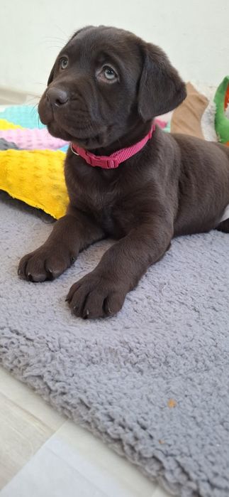 Labrador retriever szczeniak
