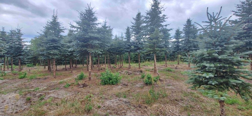 Działka budowlana lub rekreacyjna - Widok 5