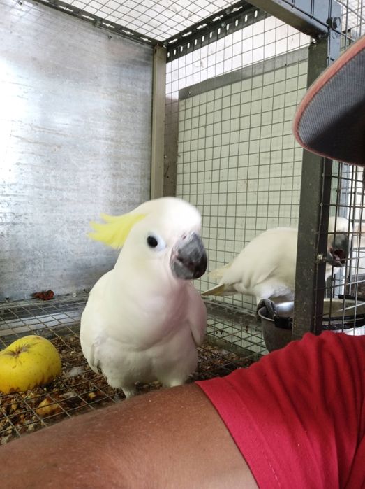 Cacatua galerita eleonora