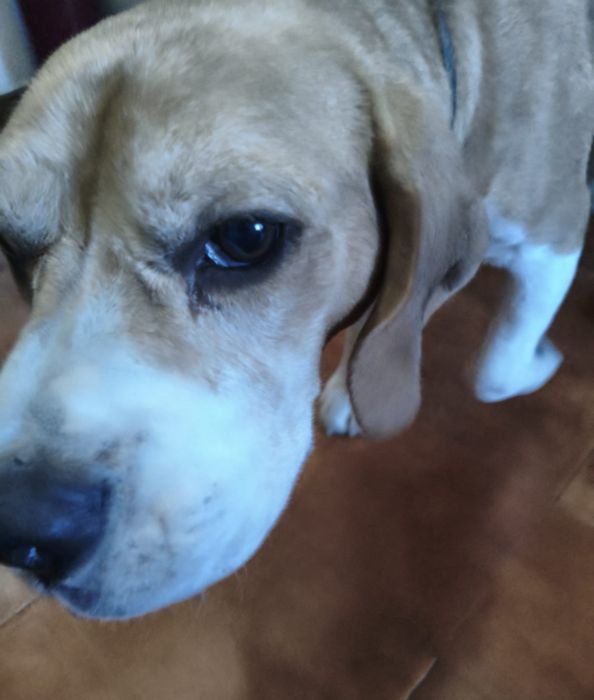 Doar Beagle macho castrado 5 anos