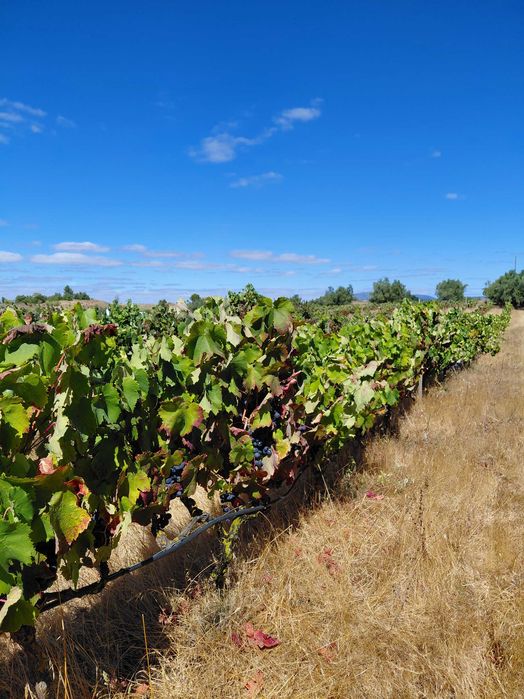 Uvas pretas para vinho