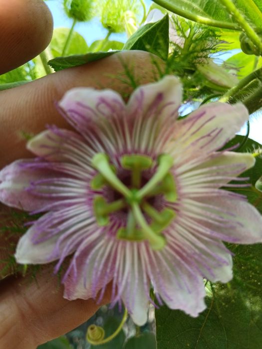 Plantas de Maracujá Azul « Passiflora » Híbrido .