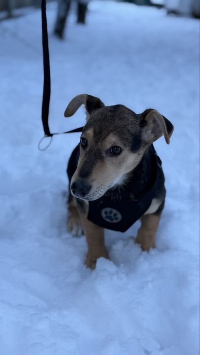 Віддам в добрі руки
