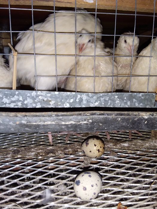 Яйцо  перепелиное.