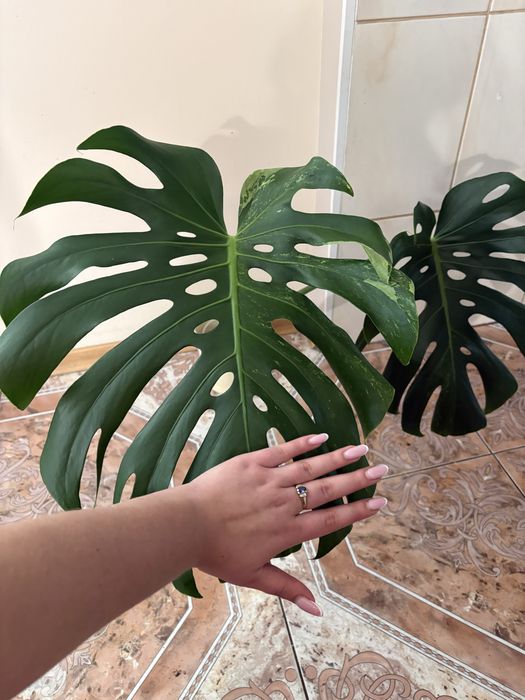 Monstera oceana mint