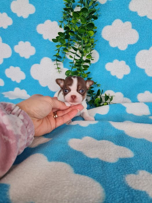 Excecional menino mini Chihuahua/Chiuaua,LinhagemRussa de Qualidd