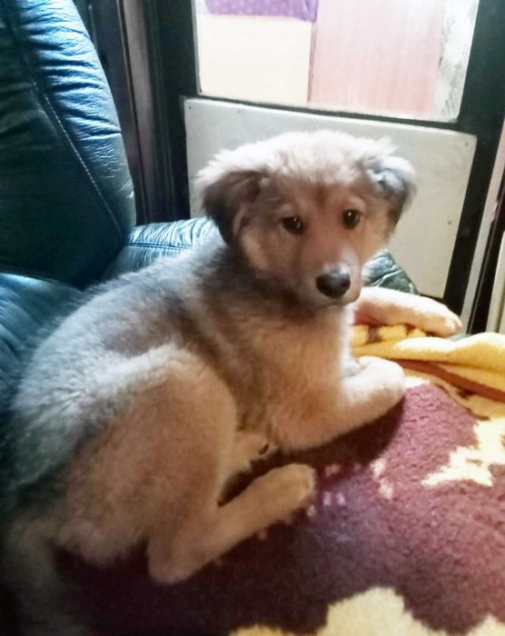 DOA-SE CÃO - Raçado de Golden Retreiver