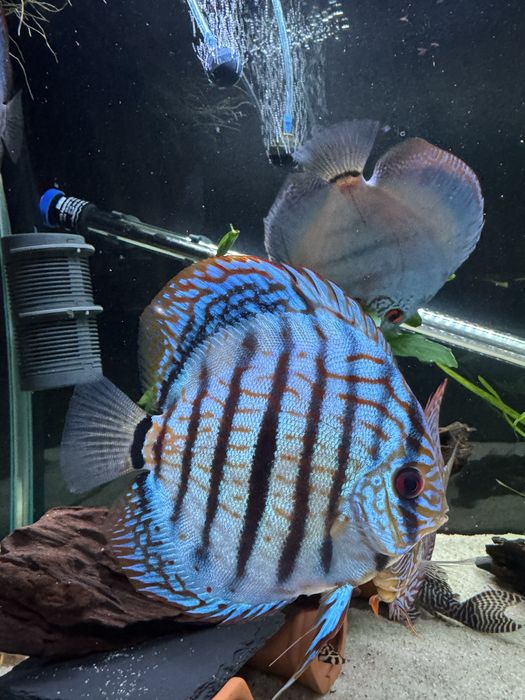 Peixes Discus grande qualidade
