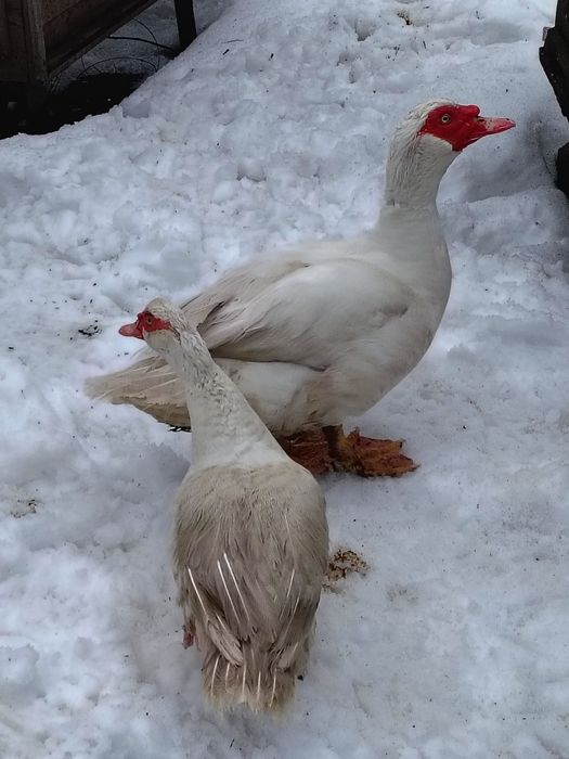 Білі важкі качки..