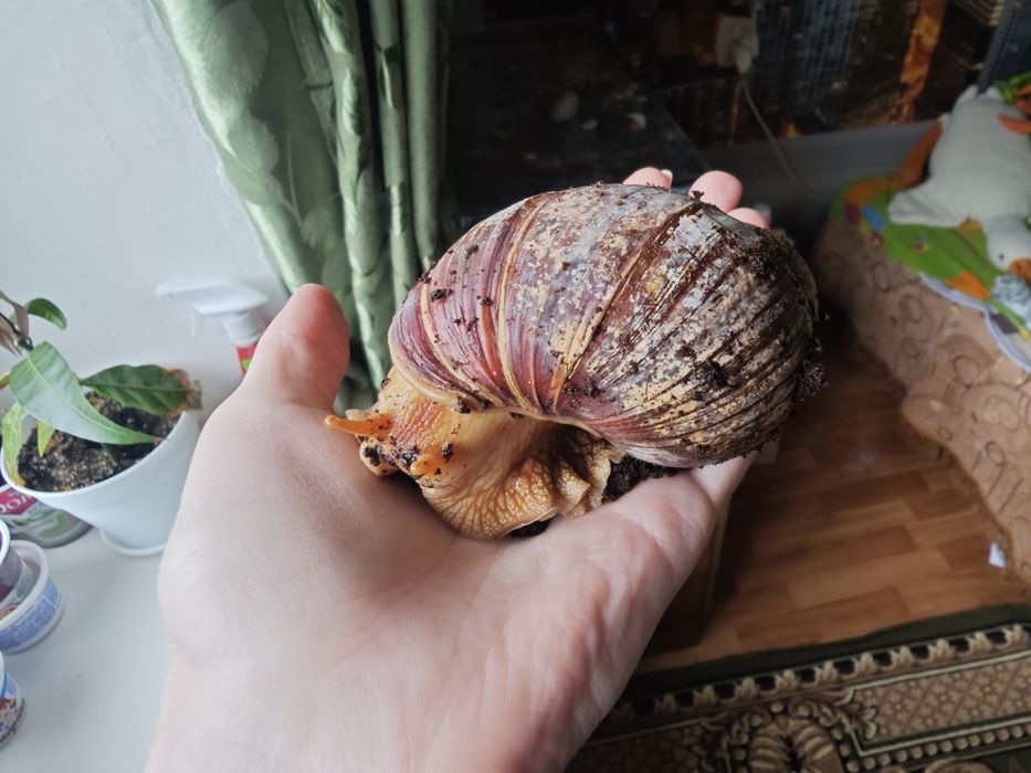 Домашні Равлики Ахатини