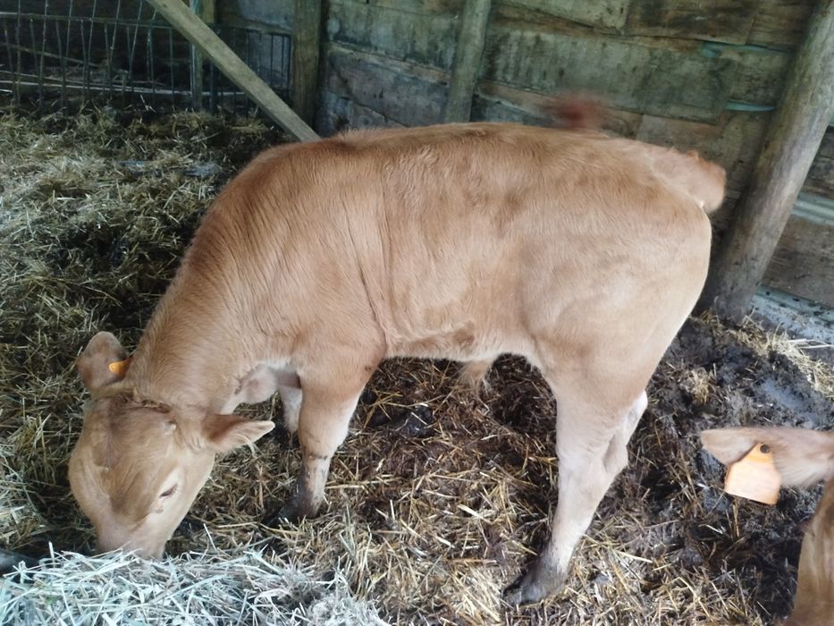 Vitelo minhoto 3 meses