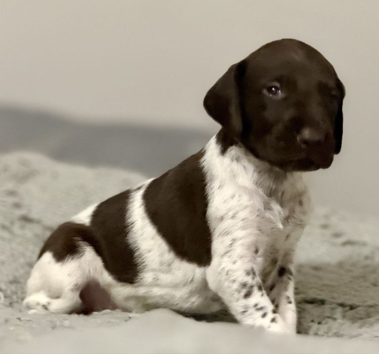 Wyżeł Niemiecki Krótkowłosy