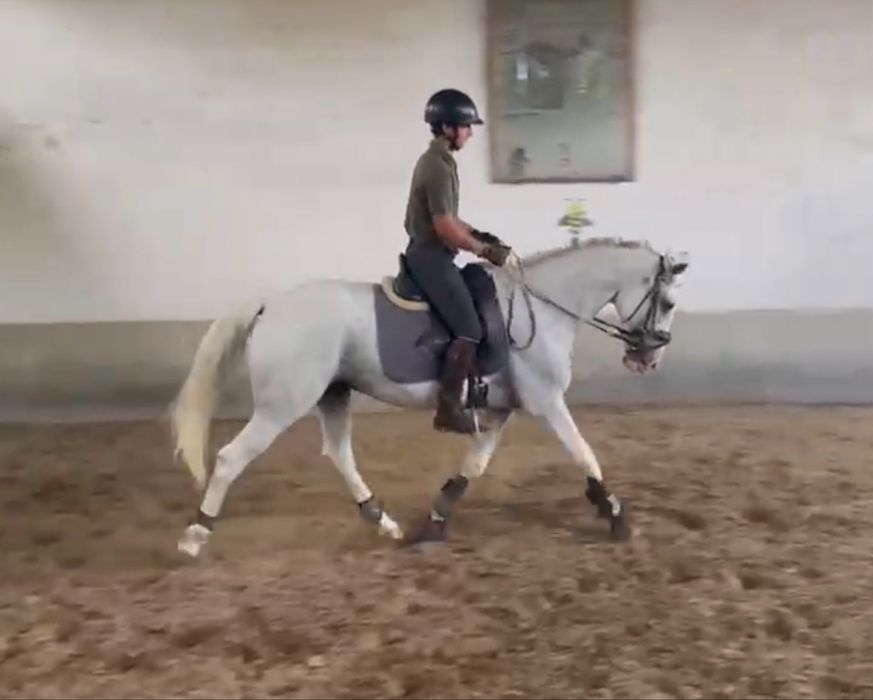 P S Lusitano castrado