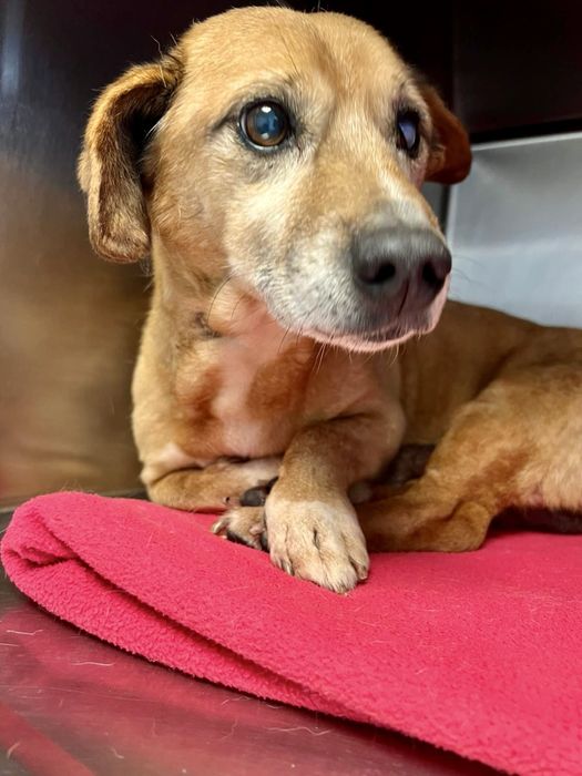 Cão adulto pequeno para adoção responsável