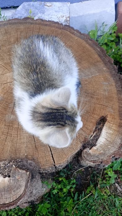 Oddam kotki w dobre ręce