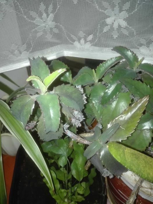 żyworódka kalanchoe 5 szt