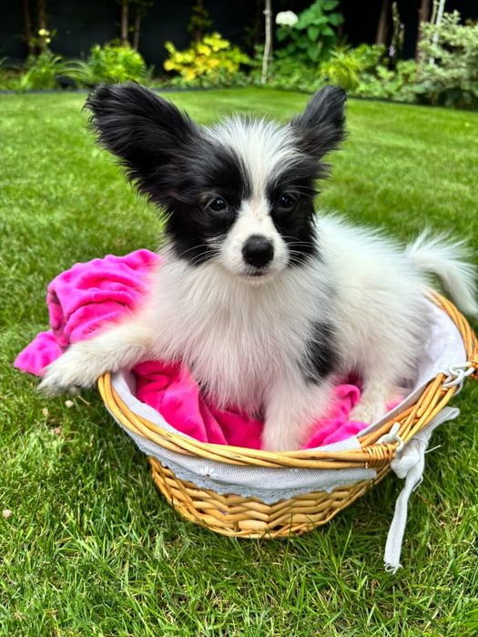 PAPILLON - spaniel kontynentalny miniaturowy- ZKwP/FCI