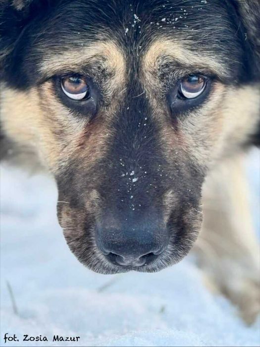 Bercik - duży i pocieszny kudłacz szuka nowego domu z ogrodem 362/25