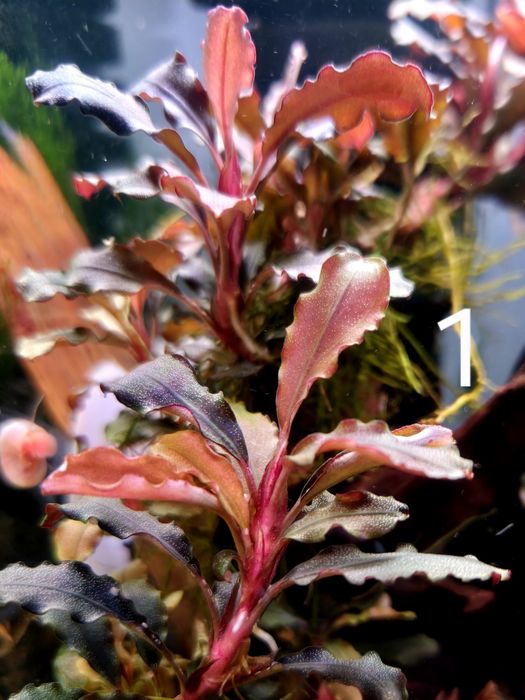 Bucephalandra Brownie / Alamanda