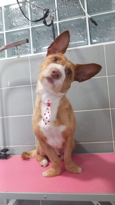 Cão Podengo para adoção