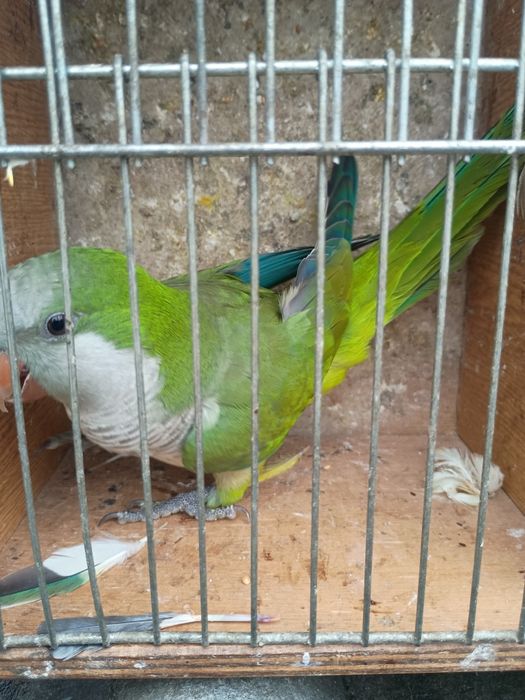 Posiadam papugi kolorowe