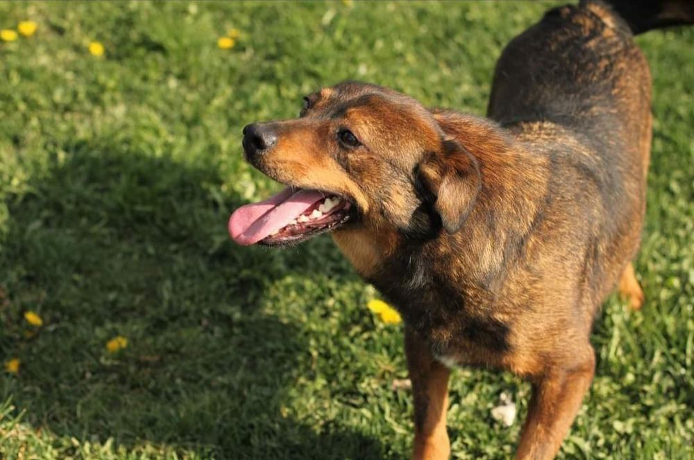 Borek do adopcji