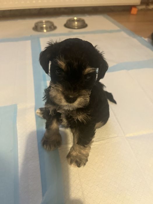 Sznaucerki miniaturki ZK w P FCI