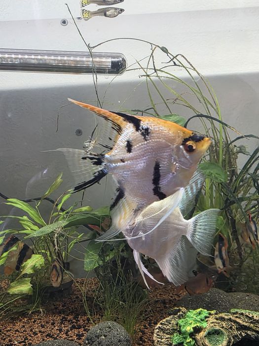 Peixes de Agua quente