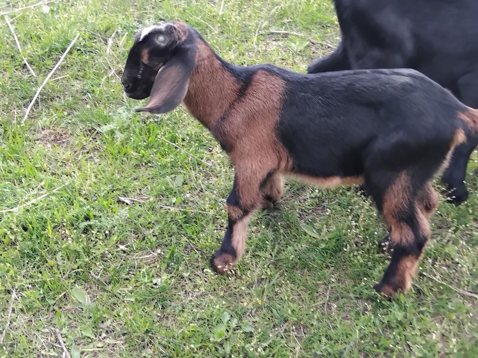 Козенята англонубійські відсоткові