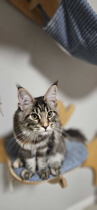 Kotka Maine Coon Kaja