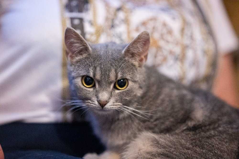 Lilka cudowna mała kotka jest jak Mała Mi