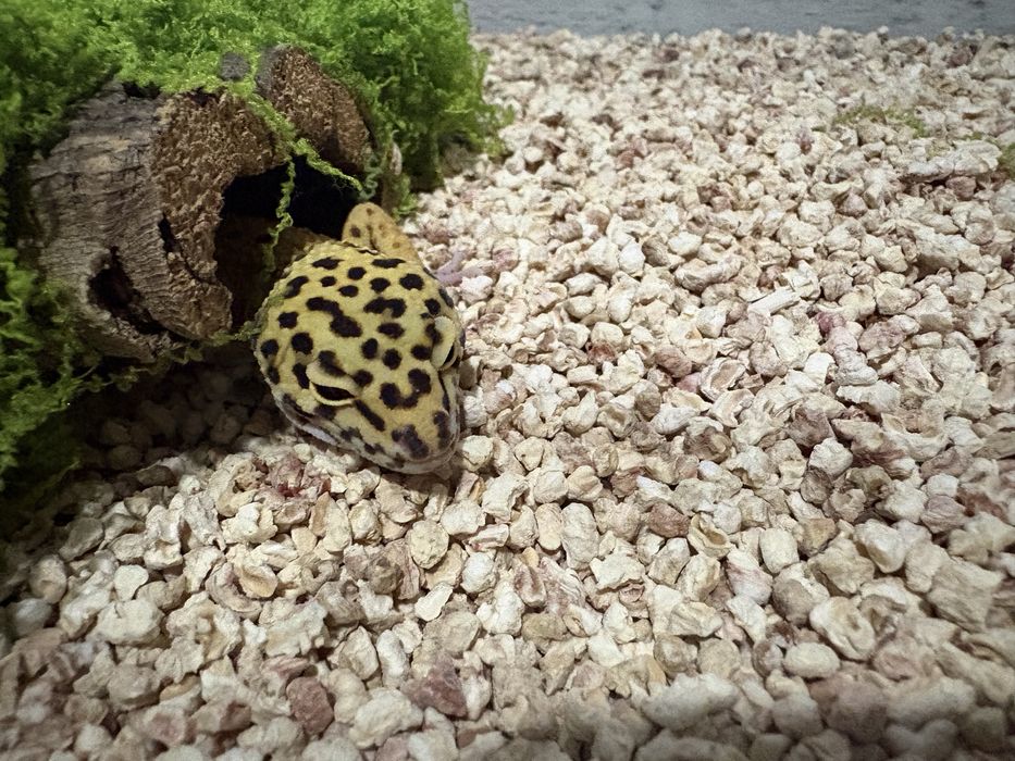 Sprzedam Gekon Lamparci z Terarium