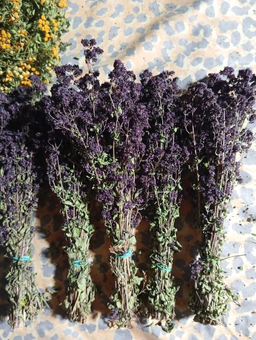 Пижма, материнка, чистотіл, в пучках меліса аір тисячолисник  душиця