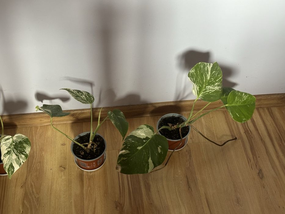 Monstera variegata
