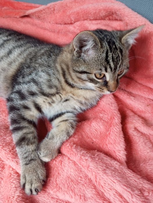 Oddam kotki w dobre ręce