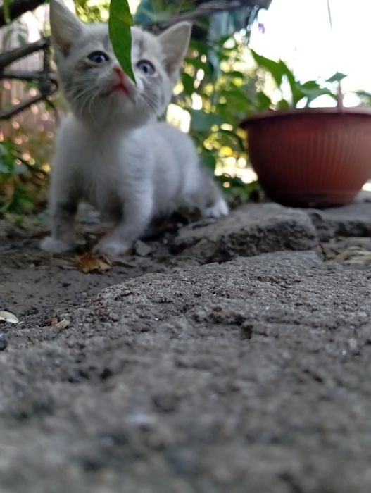 Кошеня шотландської кішки