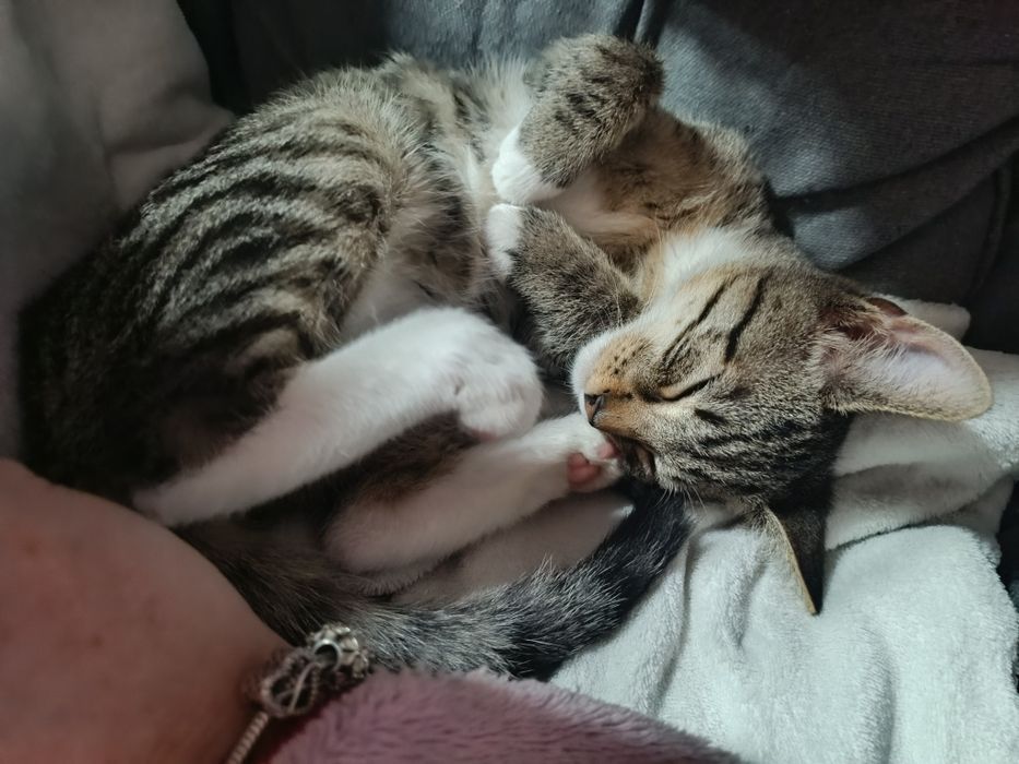 Piękny wyjątkowy kociak kocurek do adopcji