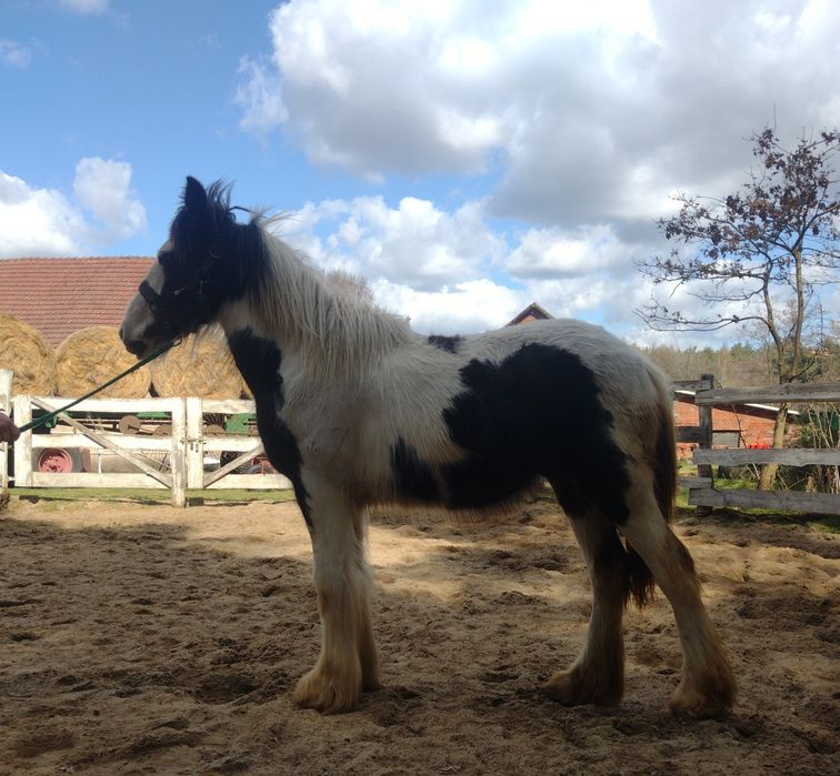 Roczny ogierek Traditional Gypsy/Irish cob ( nie Tinker, nie mieszanka!!!) po championach.